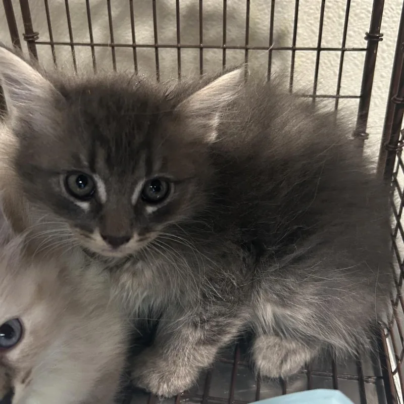 A baby small-sized male Gray / Blue / Silver Domestic Long Hair cat named Merlin for adoption in San Gabriel, CA
