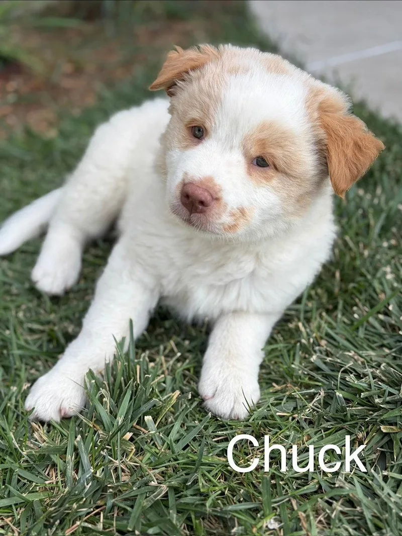 Chuck