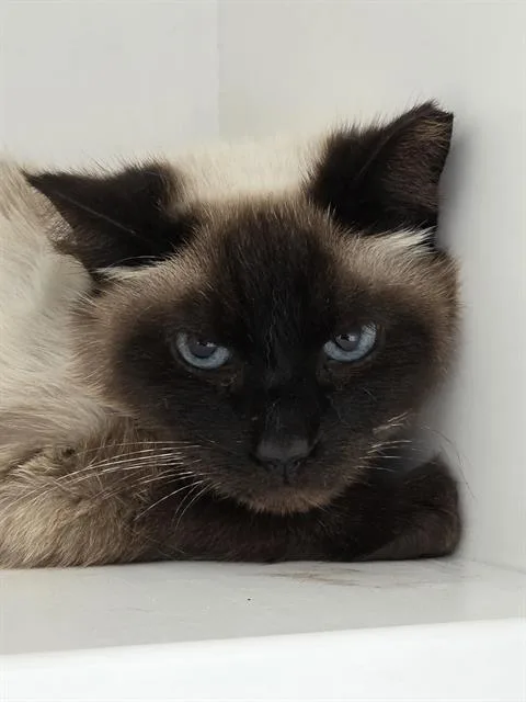 An adult small-sized female Siamese cat named Siame for adoption in Indianapolis, IN