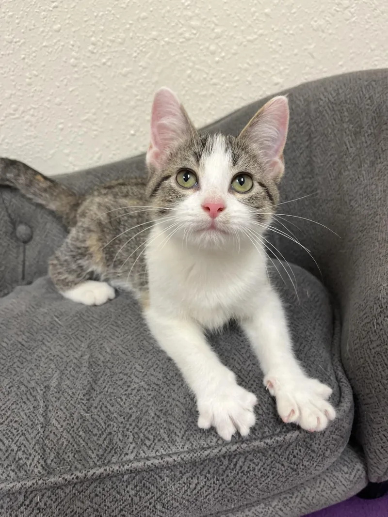 A baby medium-sized female Domestic Short Hair cat named Guava for adoption in Red Wing, MN