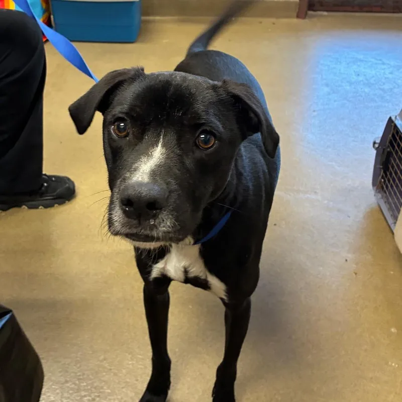 An adult medium-sized male Black Terrier dog named Rolo for adoption in San Antonio, TX