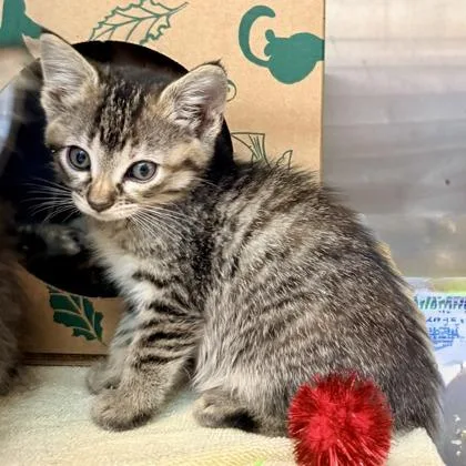 A young small-sized female Domestic Short Hair cat named Lila for adoption in Phoenix, AZ