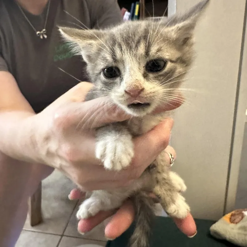 A baby small-sized male Gray / Blue / Silver Domestic Short Hair cat named Jet for adoption in Webster, TX