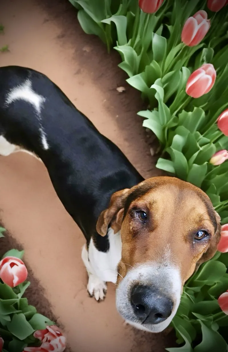 An adult medium-sized male Foxhound dog named Tucker for adoption in Shreveport, LA