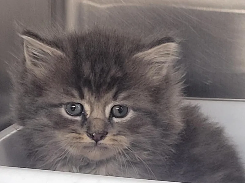 A baby small-sized male Domestic Medium Hair cat named Rickie for adoption in Hopkinsville, KY