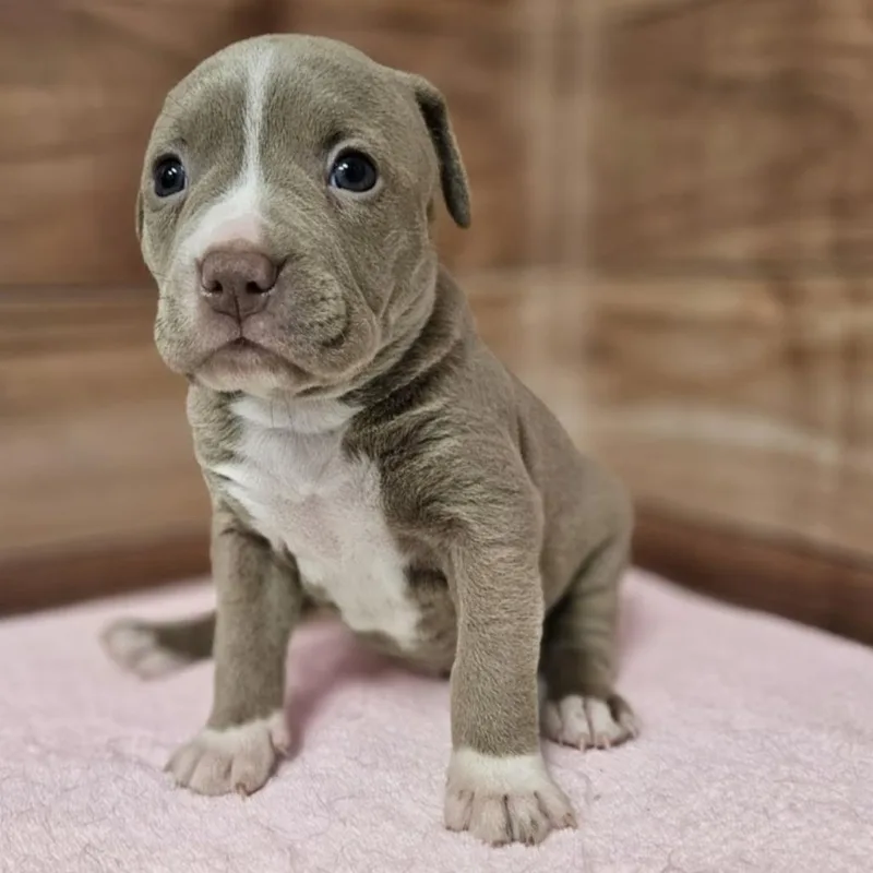 A baby medium-sized female Yellow / Tan / Blond / Fawn Pit Bull Terrier dog named Nala for adoption in Griswold, CT