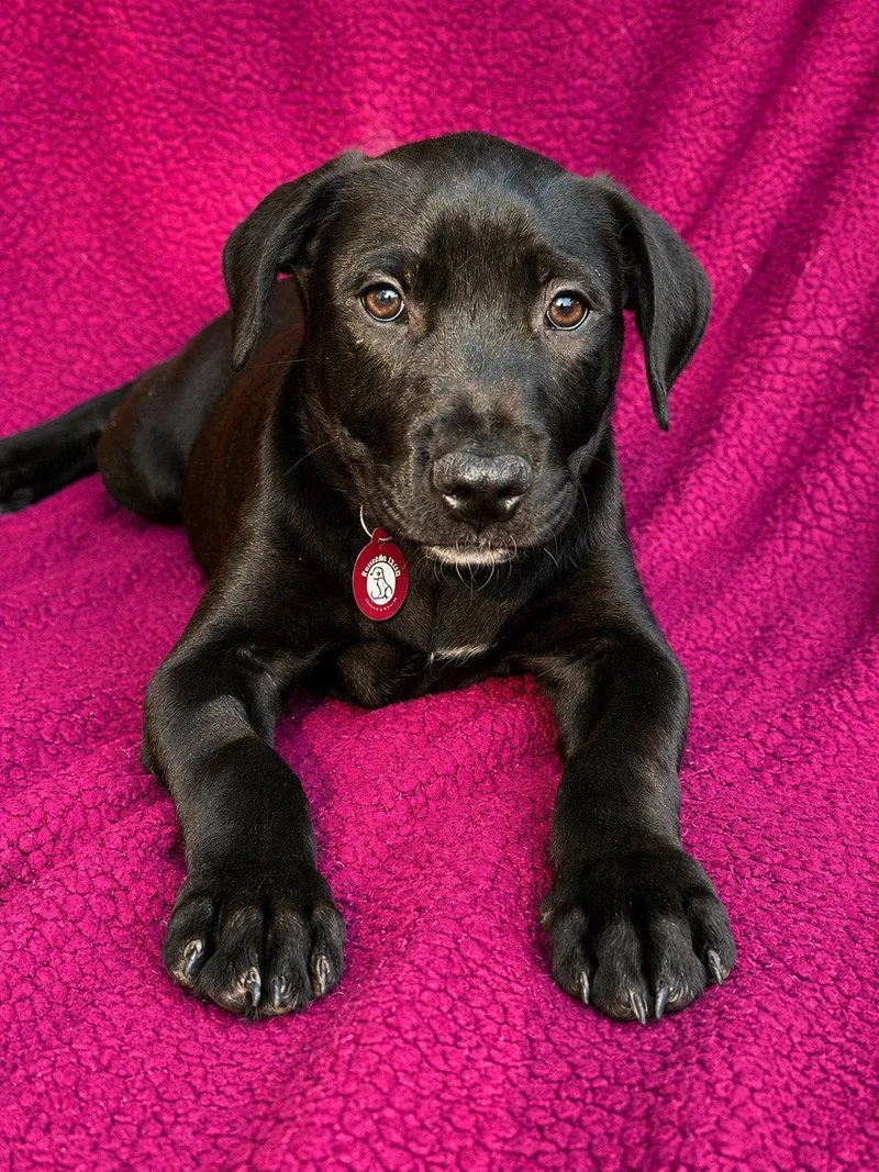A baby large-sized male Labrador Retriever dog named Maverick for adoption in Nashville, TN