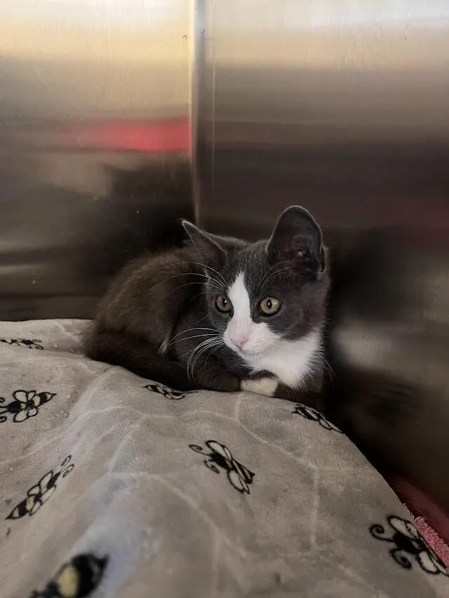 A young medium-sized male Gray / Blue / Silver Domestic Short Hair cat named Bambi for adoption in Colonial Heights, VA