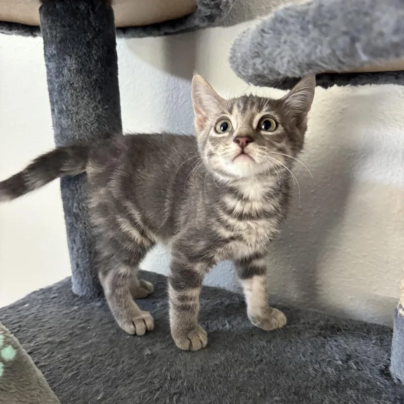A baby small-sized male Gray / Blue / Silver Domestic Short Hair cat named Ziggy for adoption in Port Richey, FL