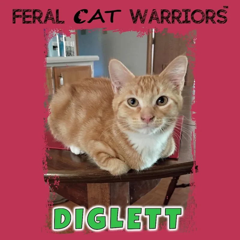 A baby small-sized male Domestic Short Hair cat named Diglett for adoption in Kingman, AZ