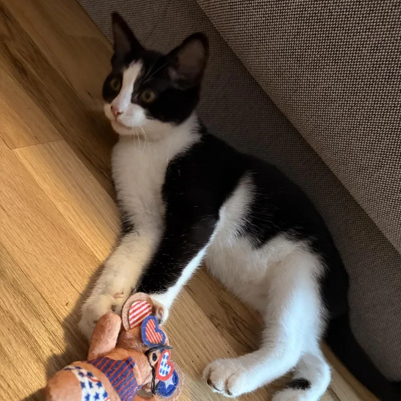 A baby small-sized male White American Shorthair cat named Bobo for adoption in Rochester, MN