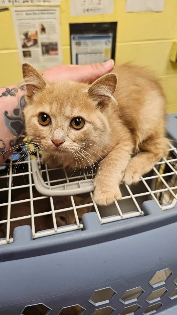 A baby small-sized male Domestic Short Hair cat named Baby Tot for adoption in Crossville, TN