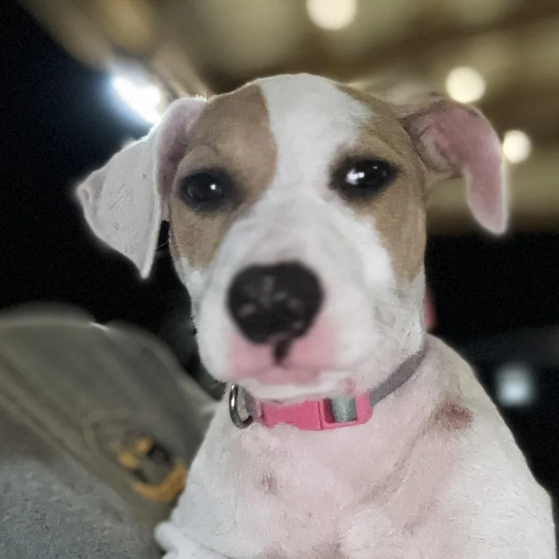 A baby medium-sized female Yellow / Tan / Blond / Fawn American Staffordshire Terrier dog named Artemis for adoption in Liverpool, TX