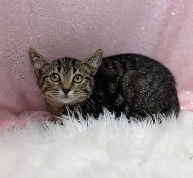 A young medium-sized female Domestic Short Hair cat named Meownnaise for adoption in Clarkesville, GA