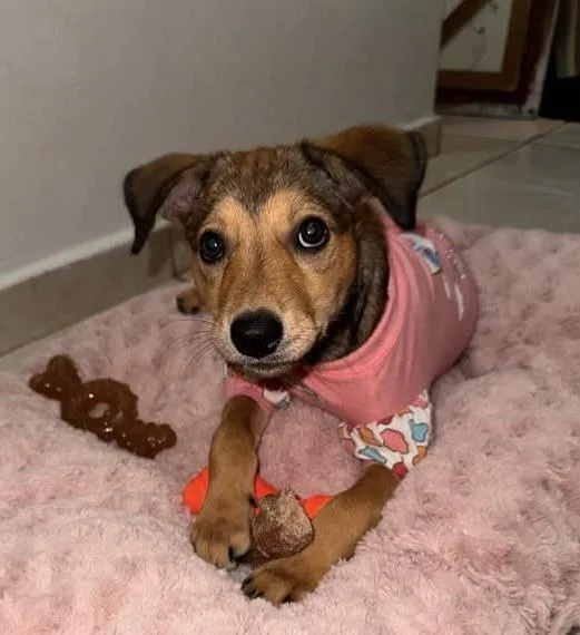 A baby medium-sized female Brown / Chocolate Labrador Retriever dog named Scarlet  Perfect Puppy for adoption in New York, NY