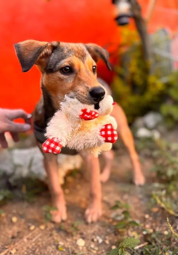 Scarlet  Perfect Puppy thumbnail 3