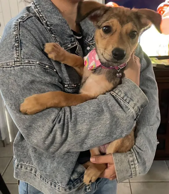 Scarlet  Perfect Puppy thumbnail 4