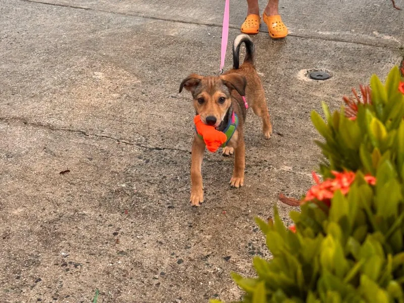 Scarlet  Perfect Puppy thumbnail 5