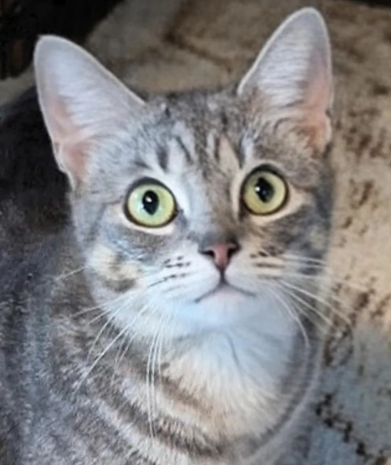 A young small-sized female Tabby cat named Maxie for adoption in Attleboro, MA
