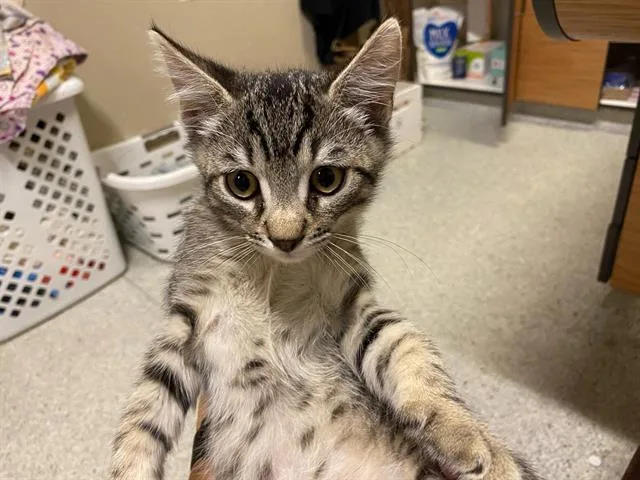 Tom