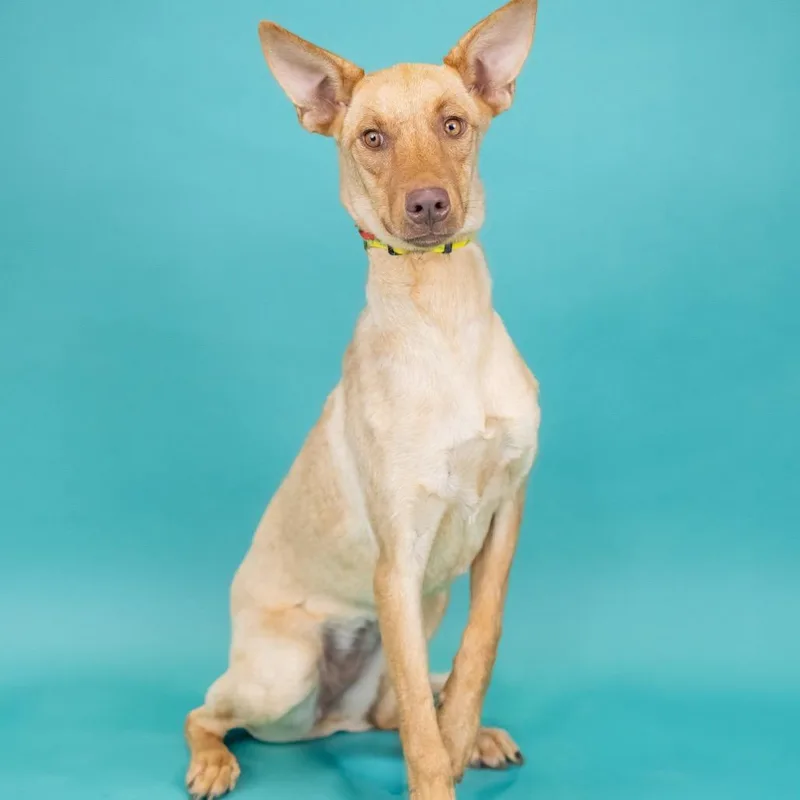 A young medium-sized female Red / Chestnut / Orange Mixed Breed dog named Violet for adoption in Portland, OR