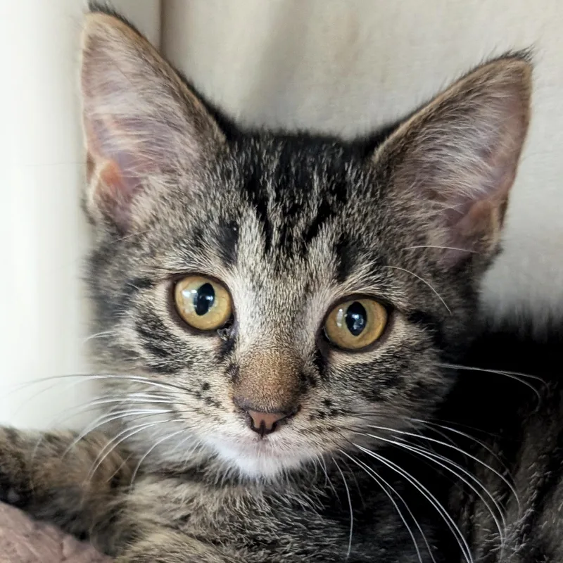 A baby medium-sized female Tabby (Brown / Chocolate) Domestic Short Hair cat named Granite for adoption in Jefferson, WI
