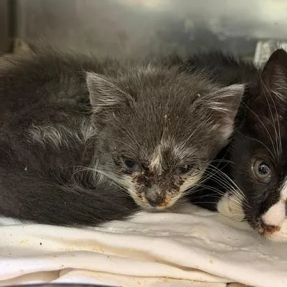 A baby small-sized female Domestic Short Hair cat named Dee Dee for adoption in Cumming, GA