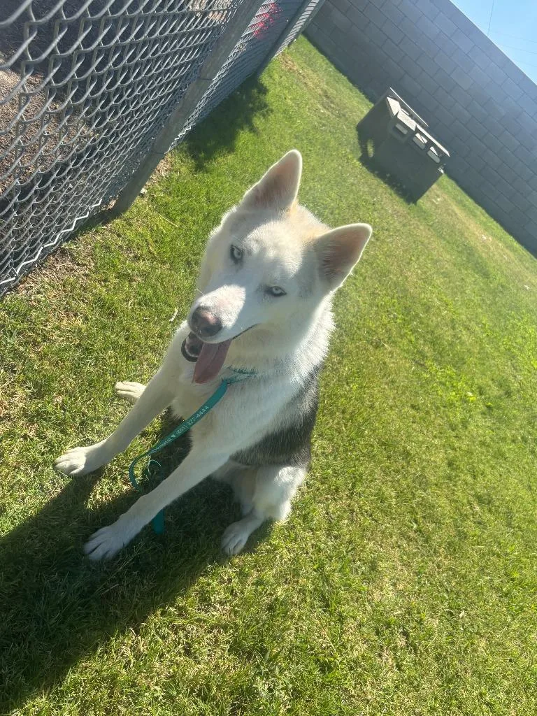A young large-sized male Husky dog named Tiny for adoption in McFarland, CA