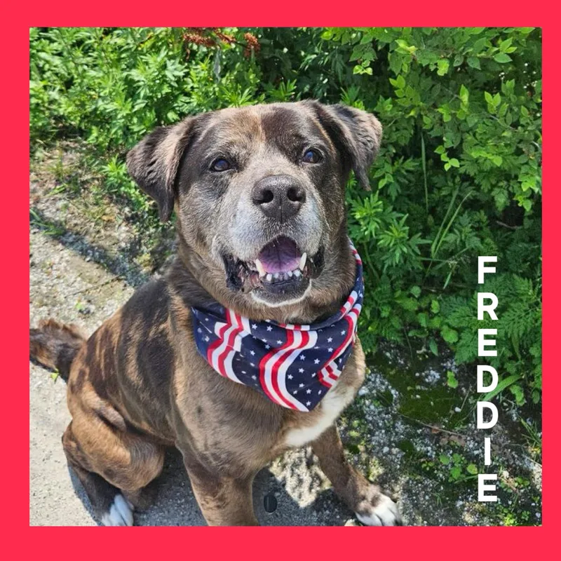 A senior large-sized male Catahoula Leopard Dog dog named Freddie for adoption in Mokena, IL