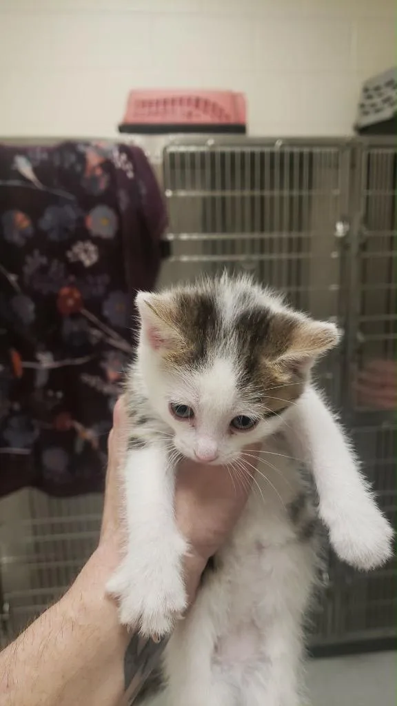 Ella