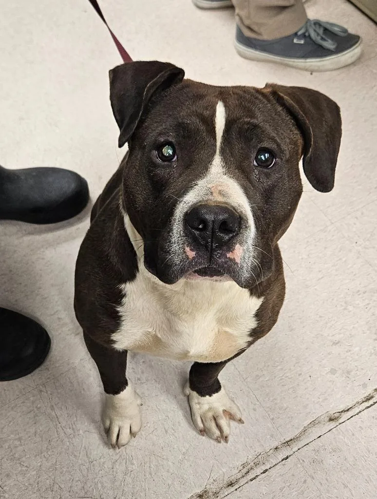 A young medium-sized female Mixed Breed dog named Poundcake for adoption in Sherwood, AR