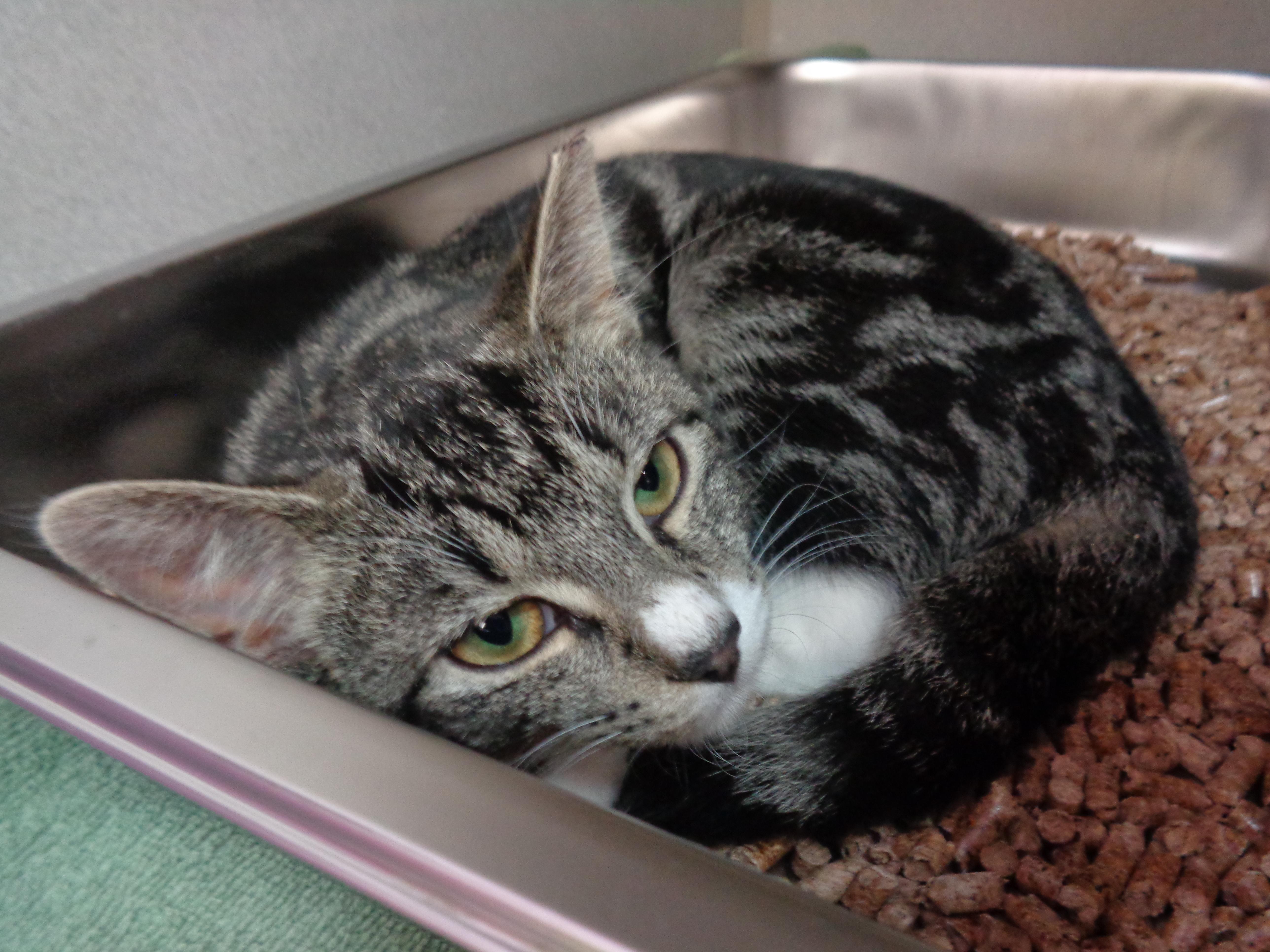 A baby small-sized female Tabby cat named Sunflower for adoption in Delhi, NY