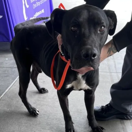 An adult large-sized male Pit Bull Terrier dog named Handsome Harold for adoption in Los Angeles, CA