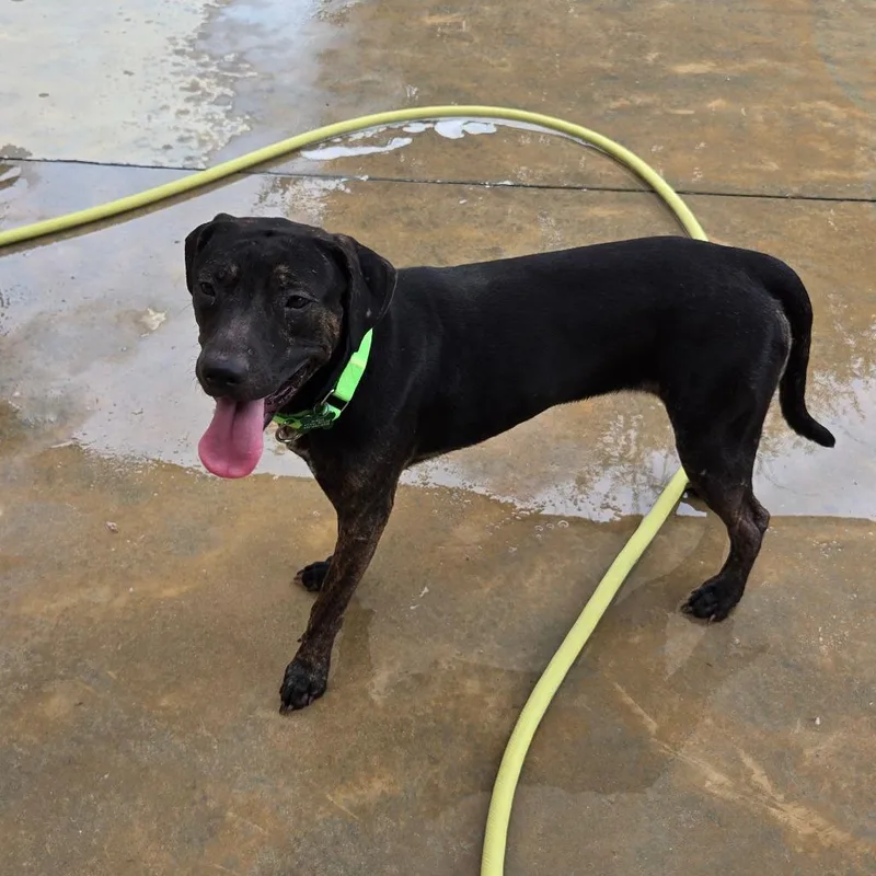A young medium-sized female Black Mixed Breed dog named Emma Jane for adoption in Freeport, FL