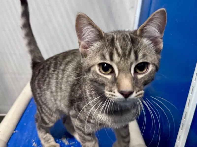 A baby small-sized male Domestic Short Hair cat named Humphrey Bogart for adoption in Powell, OH