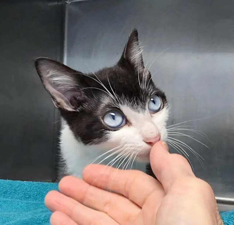 A young medium-sized male Tuxedo cat named Sinatra for adoption in Magnolia Springs, AL