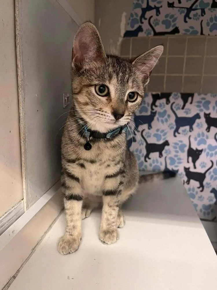 A baby small-sized female Tabby cat named Yoyo for adoption in Acworth, GA