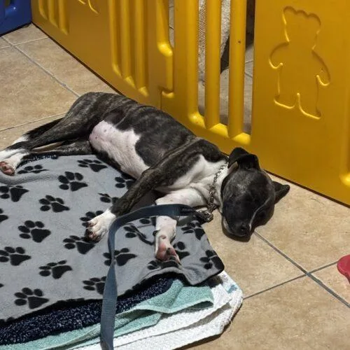 A baby small-sized female Mixed Breed dog named Roxy for adoption in Tampa, FL