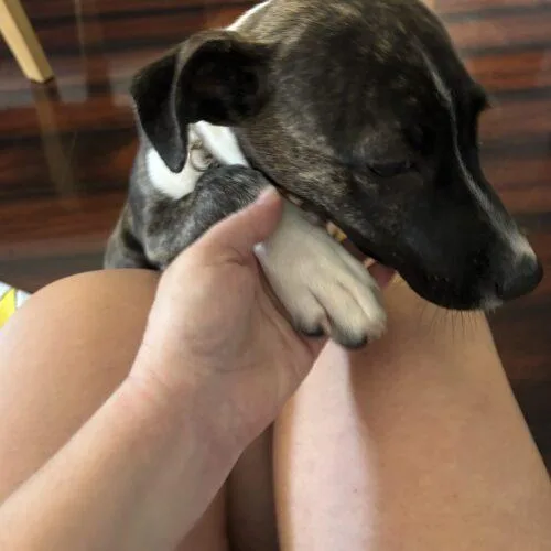 Roxy thumbnail 3