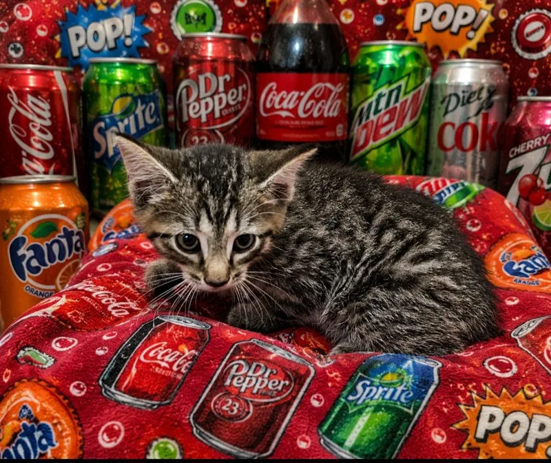 A baby small-sized male Domestic Short Hair cat named Sprite for adoption in Washington Court House, OH