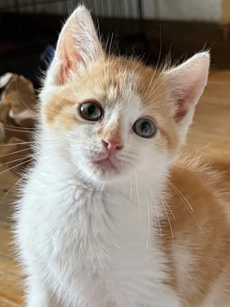 A baby small-sized male Orange & White Domestic Short Hair cat named Chachi for adoption in Coatesville, PA