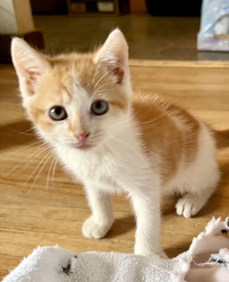 Chachi thumbnail 3
