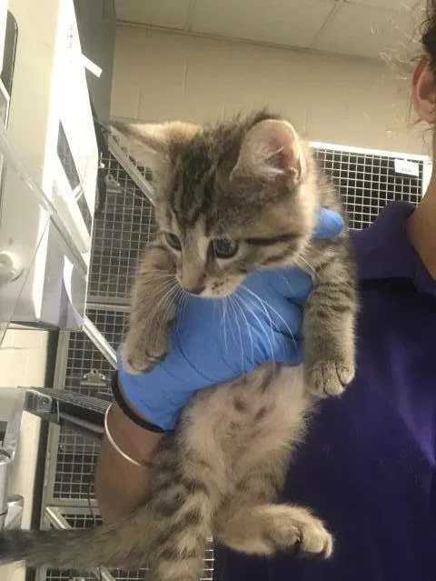A baby small-sized male Domestic Short Hair cat named A for adoption in Conroe, TX