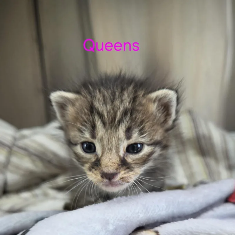 A baby small-sized female Brown / Chocolate Domestic Short Hair cat named Queens for adoption in Windsor, VA