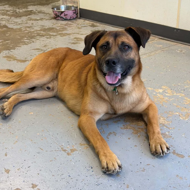 An adult large-sized male German Shepherd Dog dog named Marlboro for adoption in Martinsville, IN