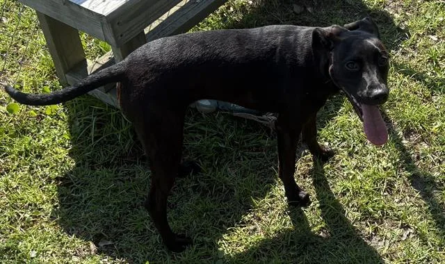 A young medium-sized female Labrador Retriever dog named S'More for adoption in Panama City, FL