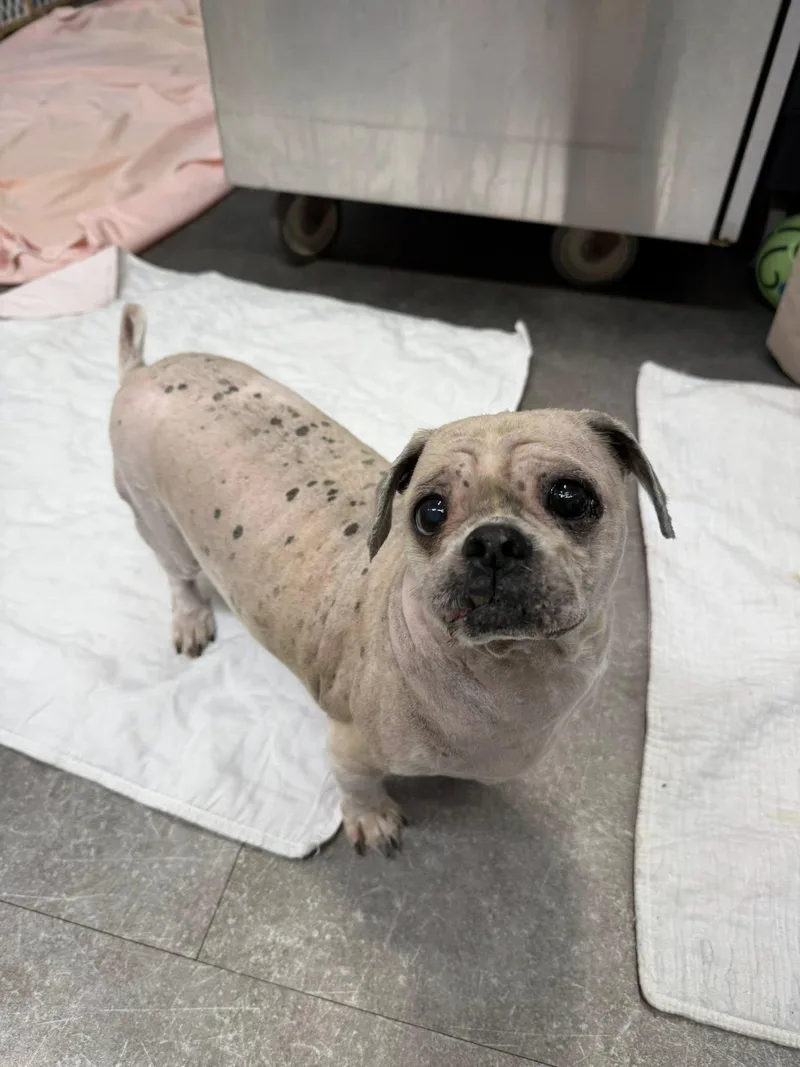 An adult small-sized male Apricot / Beige Shih Tzu dog named Max for adoption in Delhi, NY