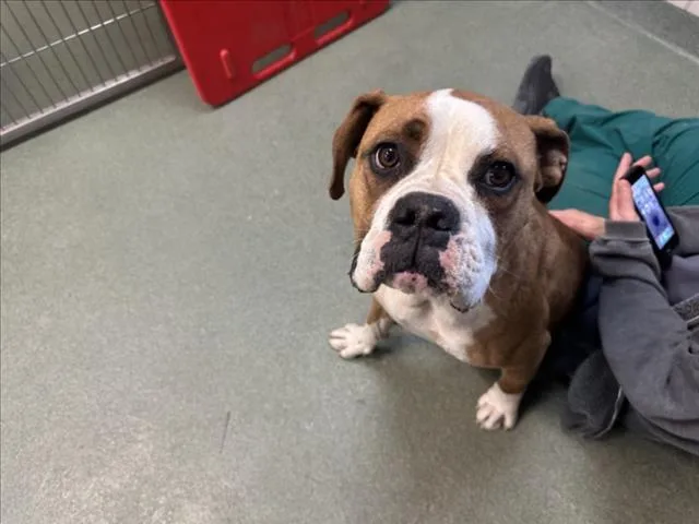 A young large-sized male Mixed Breed dog named Camilo for adoption in Santa Fe, NM