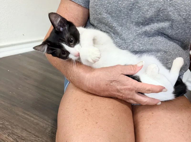 A baby medium-sized male Black & White / Tuxedo Domestic Short Hair cat named Patrick for adoption in Schertz, TX