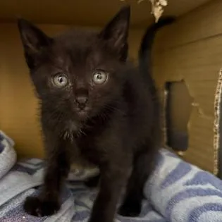 A baby small-sized female Black Domestic Short Hair cat named Magic for adoption in Los Angeles, CA